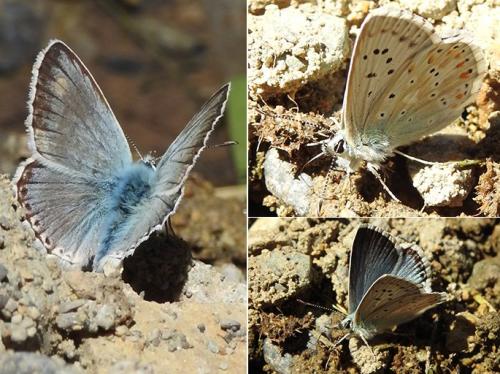 Polyommatus coridon